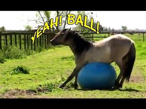 sucking horse balls|Sucking horse balls .